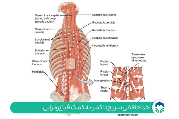 تاثیر فیزیوتراپی بر بهبود درد کمر