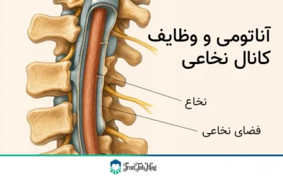 کانال نخاعی | ایران طب مگ