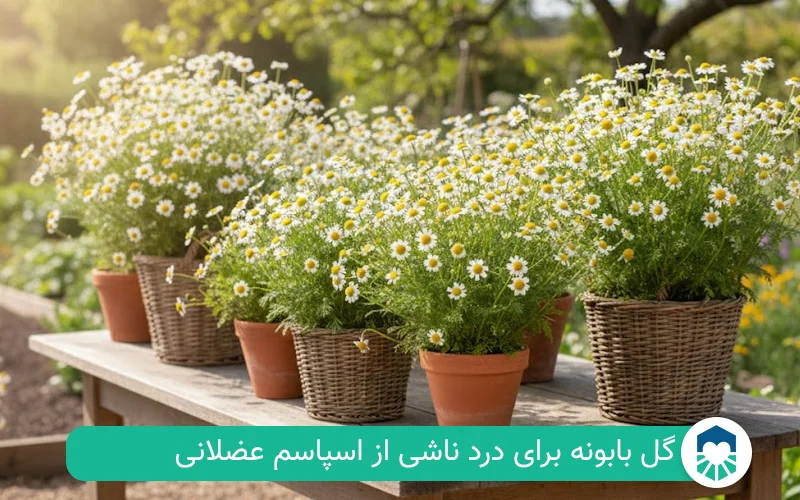 گل بابونه برای دیسک کمر | ایران طب مگ